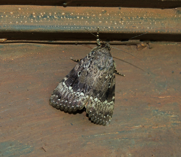 Amphipyra pyramidea Noctuidae